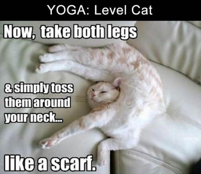 Yoga: Level Cat