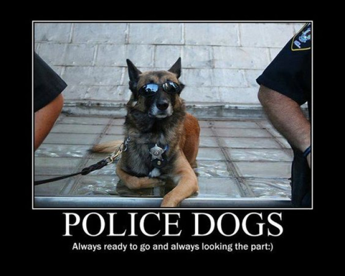 Police Dogs Are Always Ready