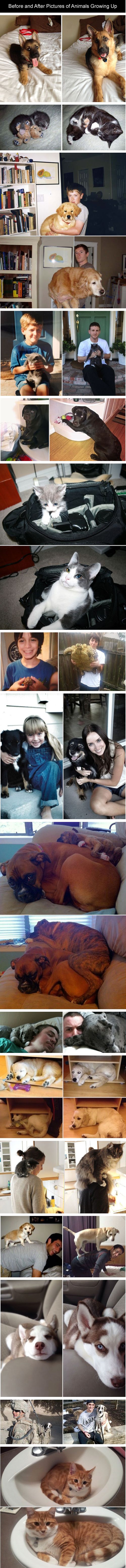 Before and after photos with animals growing up