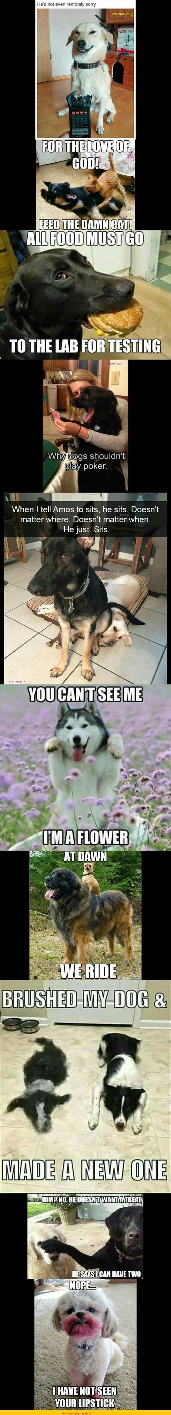10 Funny Pics Of The Day Featuring Dogs