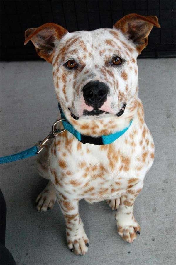 Just a dog with freckles
