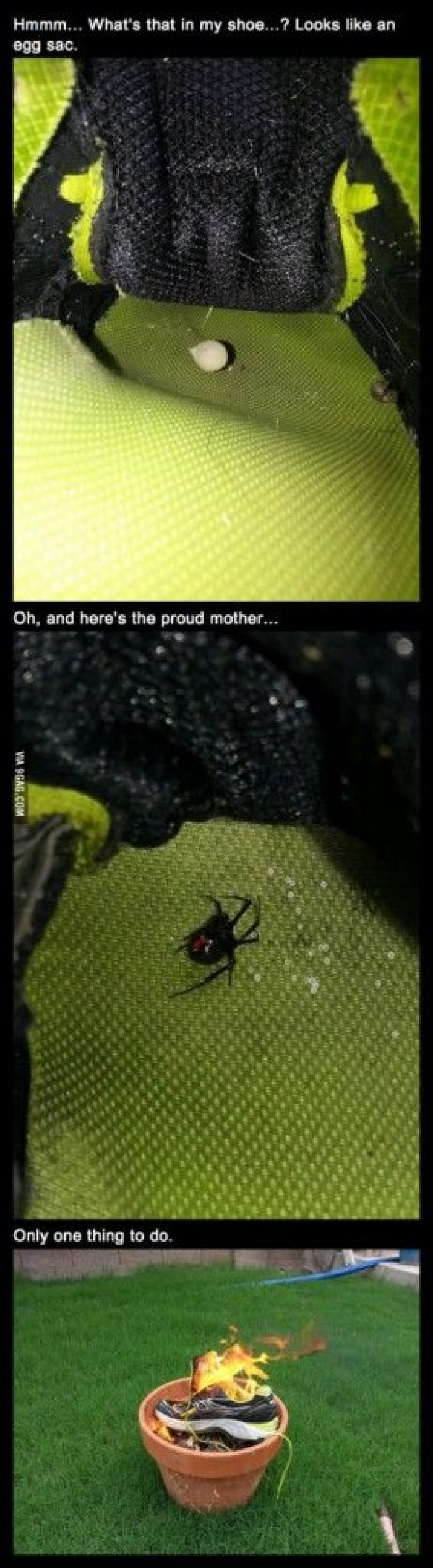 Oh there's a black widow and her babies in my shoe...