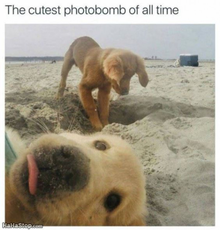 The Cutest Photobomb Of All Time