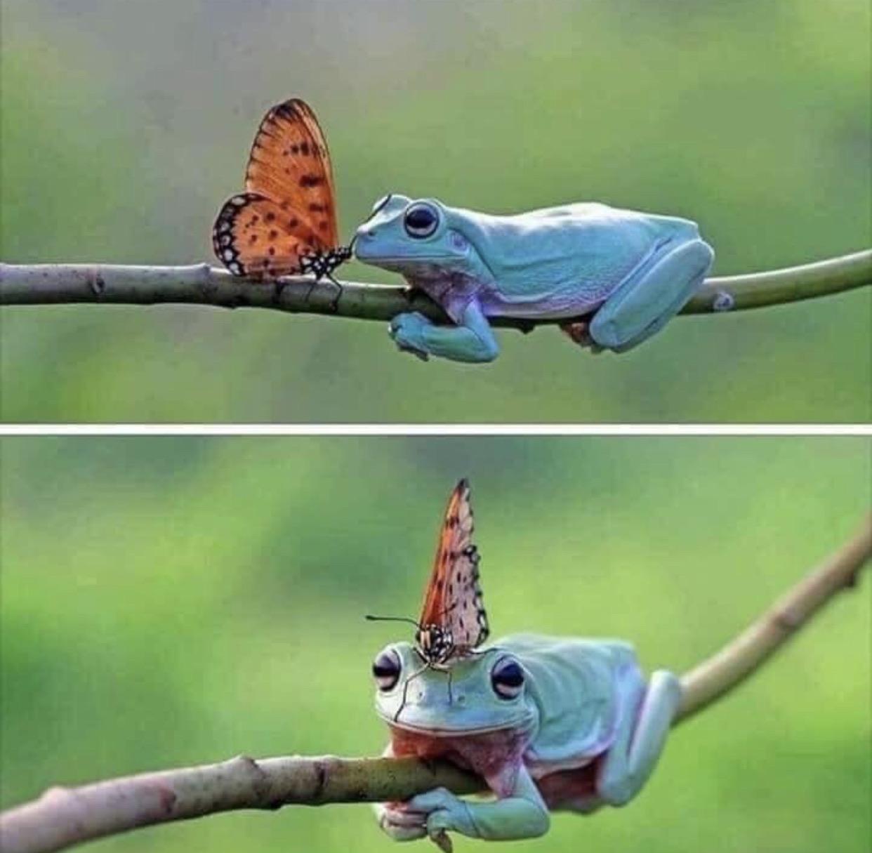 The frog and the butterfly