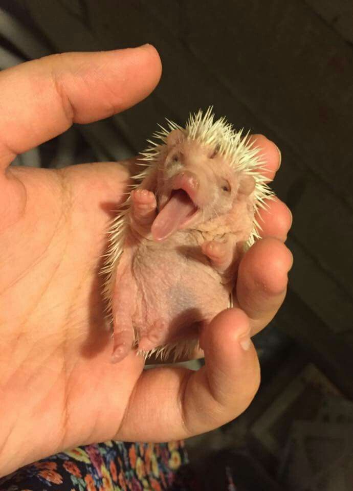 Newborn hedgehog