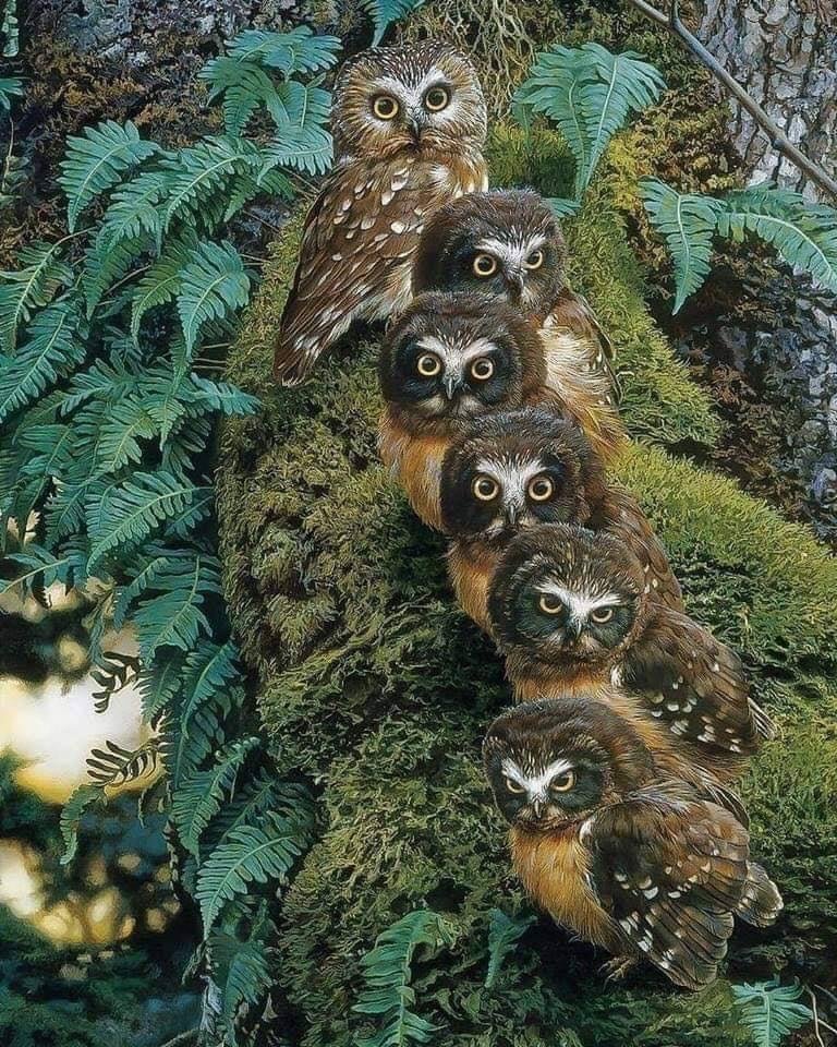 Just some owls.