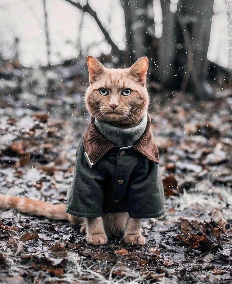 Cat wearing a coat