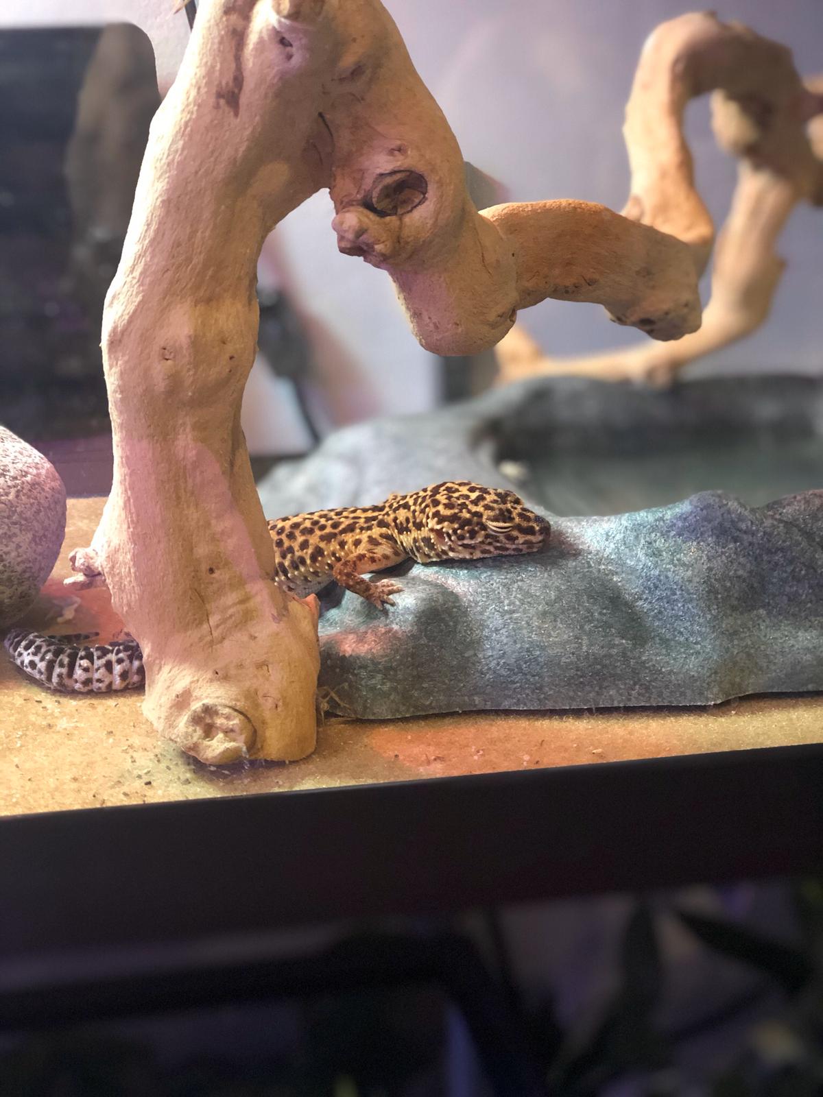 This is Rupert, my 22 year old Leopard Gecko. He is my oldest friend.