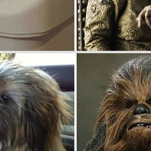 10 Funny Animals And Their Famous Actor Lookalikes