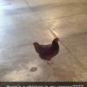 Chicken in the garage