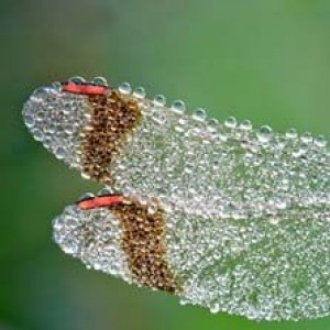 Droplets On These Insects Will Leave You Mesmerized