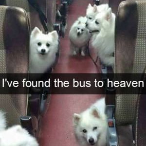 I've Found Bus Heaven