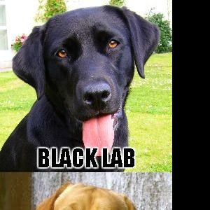 Labs explained