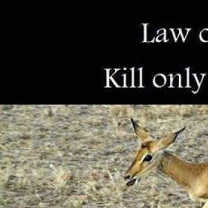 Law Of The Wild