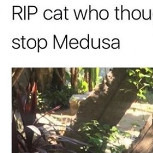 RIP This Cat