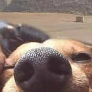 The Best Dog Selfie You'll See All Day