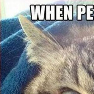When Petting Cats...