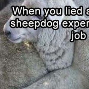 When You Lied About Your Sheepdog Experience