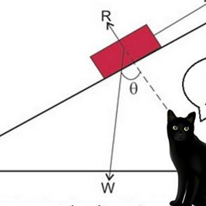 Why Cats Are Smarter Than Dogs